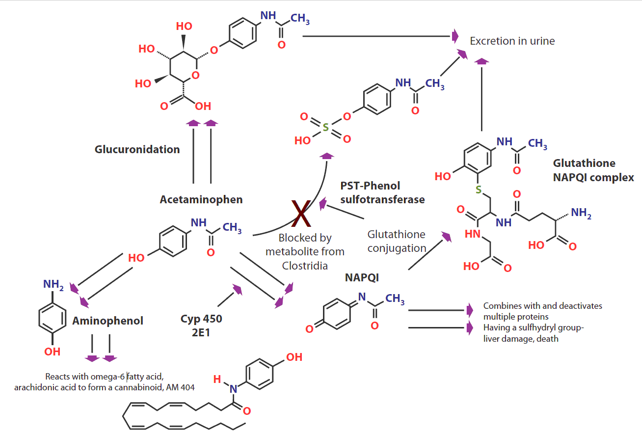 Metabolismo del Paracetamolo