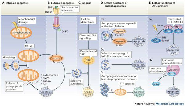 Processi di Autofagia Mitocondriale