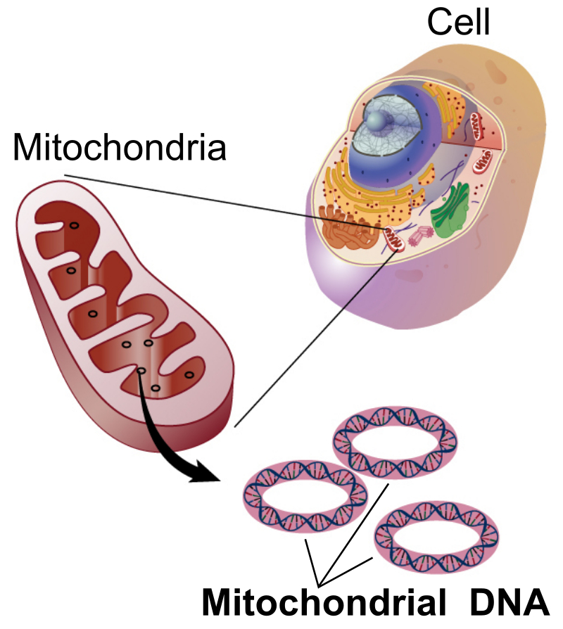 DNA Mitocondriale (mtDNA)