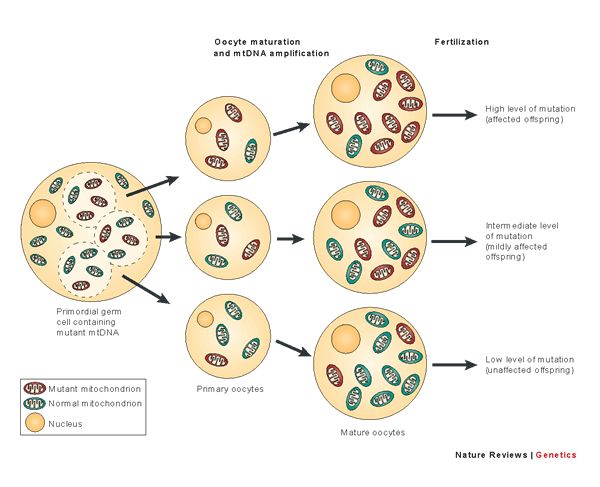 DNA mitocondriale mutato e DNA mitocondriale normale e come possono essere trasmessi alla discendenza tramite l'oocita.
