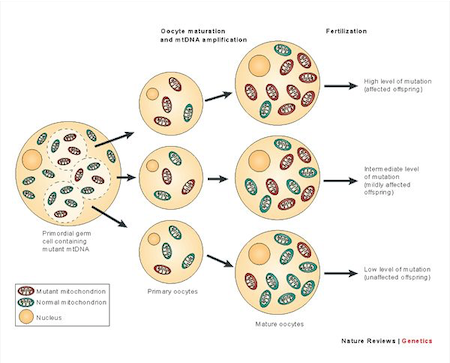 DNA mitocondriale mutato e DNA mitocondriale normale e come possono essere trasmessi alla discendenza tramite l'oocita.